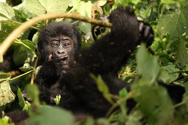 Gorila horská (Gorilla gorilla beringei), Rwanda